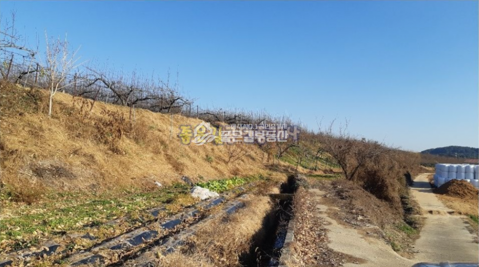 경북 상주시 사벌국면 두릉리 상주시 사벌국면 언덕 위 대형과수원 4,863평 매매 매물번호 10257 사진 3