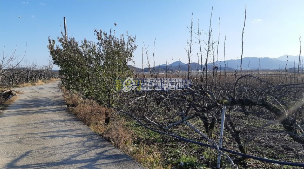 경북 상주시 사벌국면 두릉리 상주시 사벌국면 언덕 위 대형과수원 4,863평 매매 매물번호 10257 사진 5
