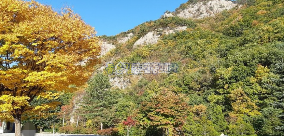 경북 상주시 화서면 하송리 화서면 하송리 계곡 펜션(전451평,건29평) 매매 매물번호 10158 사진 7
