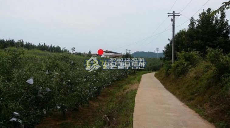 경북 상주시 계산동 상주시 계산동 대형 사과과수원(약6천평)&주택(24평) 매매 매물번호 10032 사진 6