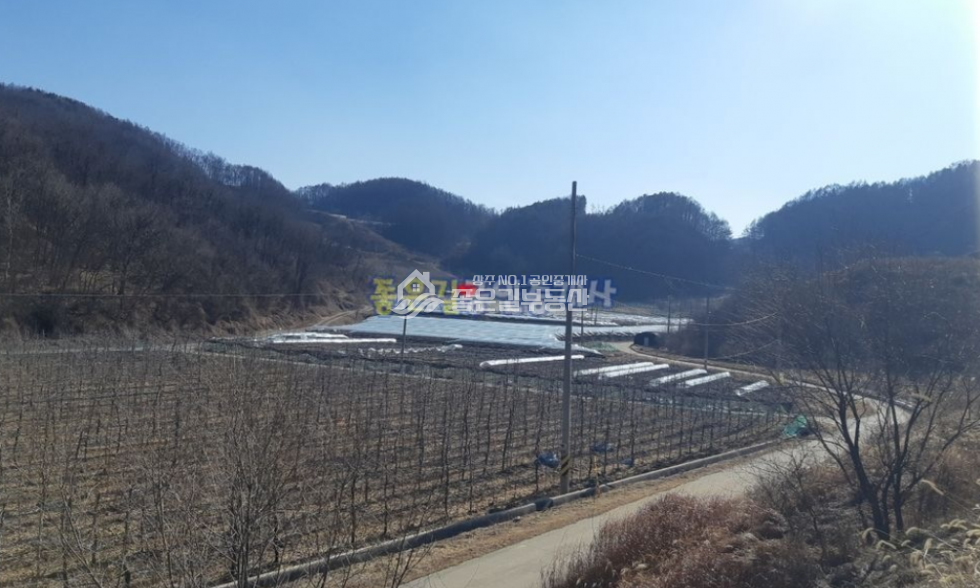 경북 상주시 화서면 상곡리 화서면 상곡리 사과과수원(전 852평) 매매 매물번호 10582 사진 6