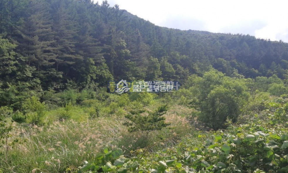 경북 상주시 화남면 동관리 화남면 동관리 보전관리지역 답 1,246평 매매 매물번호 10694 사진 3