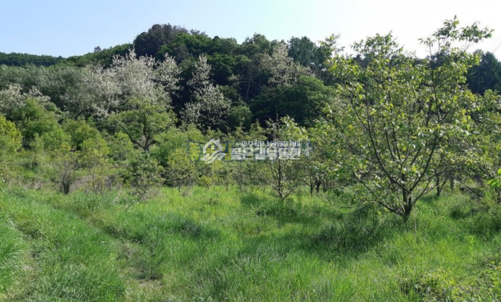 경북 상주시 내서면 낙서리 내서면 낙서리 산밑자락 농업보호구역 답 1,576평 매매 매물번호 10627 사진 7