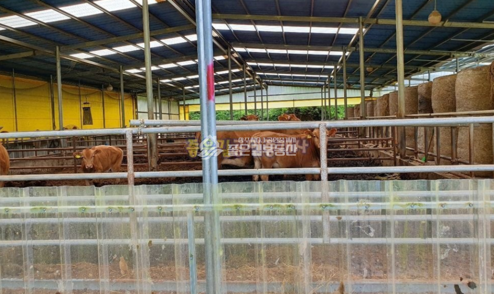 경북 상주시 화동면 판곡리 1동 화동면 판곡리 우사&포도밭 2,320평 매매 매물번호 10550 사진 3