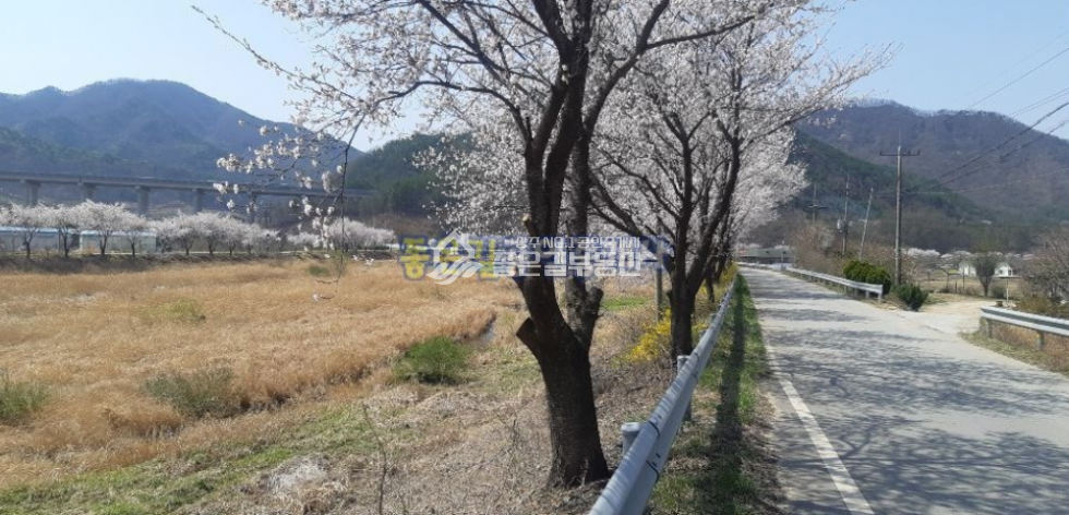 경북 상주시 내서면 신촌리 내서면 하천 뚝방 벚꽃길 전원주택(부지1,065평,건60평) 매매 매물번호 10167 사진 2