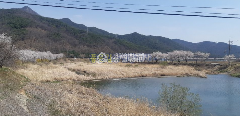 경북 상주시 내서면 신촌리 내서면 하천 뚝방 벚꽃길 전원주택(부지1,065평,건60평) 매매 매물번호 10167 사진 3