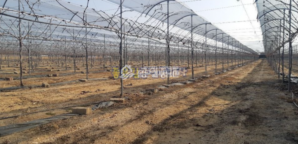 경북 상주시 사벌국면 원흥리 사벌국면 원흥뜰 대형 포도밭(답 3,025평) 매매 매물번호 10184 사진 6