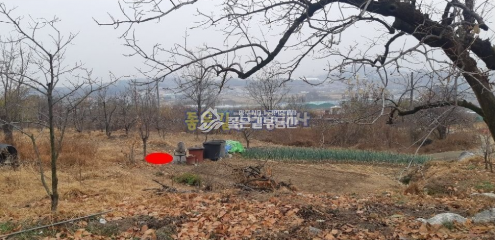 경북 상주시 만산동 만산동 감나무밭 자연녹지 전 467평 매매 매물번호 10381 사진 1