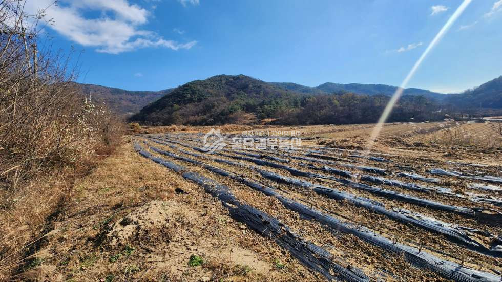 경북 상주시 중동면 회상리 중동면 회상리 낙동강인근 개발지(답281평) 매매 매물번호 11313 사진 1