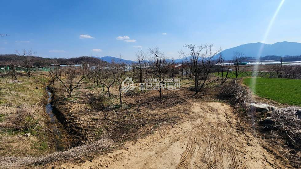 경북 상주시 공성면 인창리 공성면 인창리 농업보호구역 감나무밭(전650평) 매매 매물번호 11589 사진 3