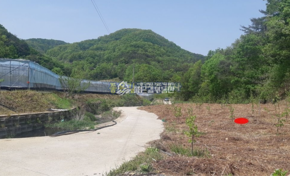 경북 상주시 모서면 대포리 대포리 저수지인근 샤인머스켓&감나무밭(전845평) 매매 매물번호 10616 사진 6
