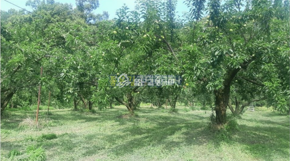 경북 상주시 공검면 부곡리 공검면 부곡리 조용하고 외딴 농지(전 976평) 매매 매물번호 10247 사진 4