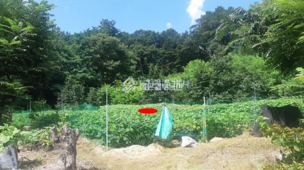 경북 상주시 공검면 부곡리 공검면 부곡리 조용하고 외딴 농지(전 976평) 매매 매물번호 10247 사진 5