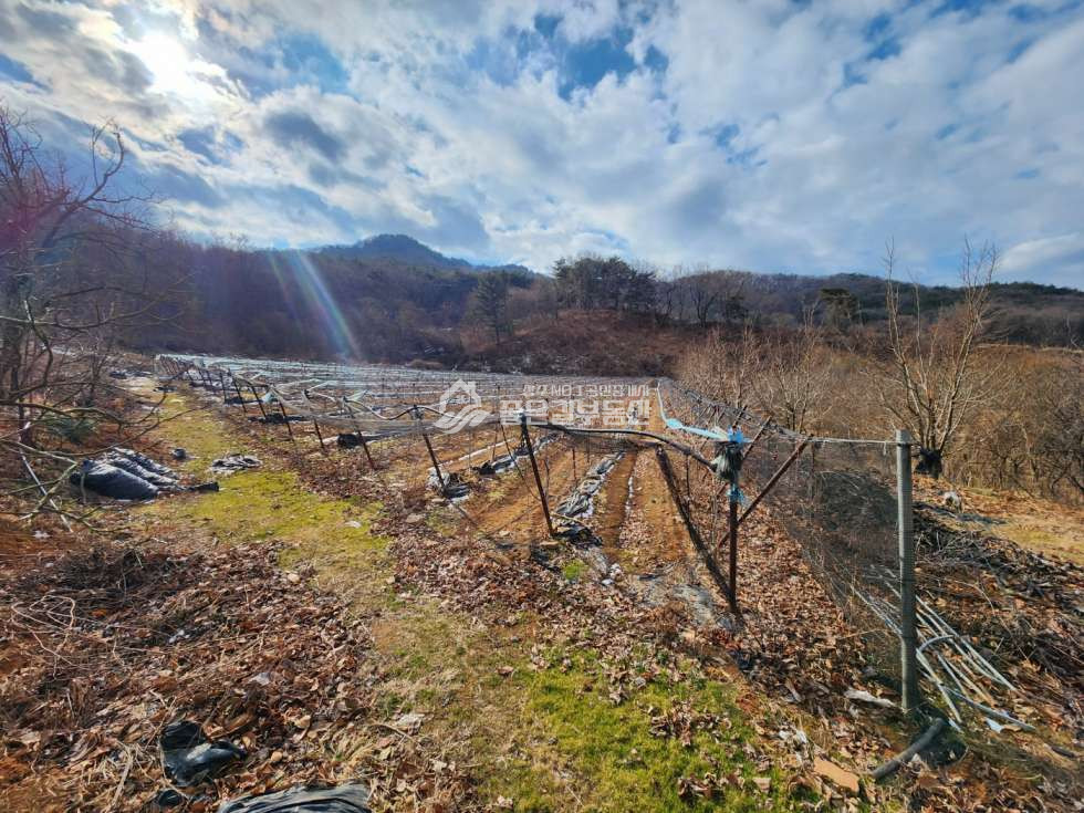 경북 상주시 공성면 봉산리 공성면 봉산리 산밑자락 포도밭(전1,202평) 매매 매물번호 12040 사진 1