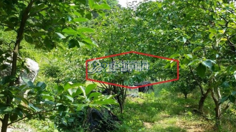 경북 상주시 부원동 부원동 감나무밭 1132평 매매 매물번호 10008 사진 3