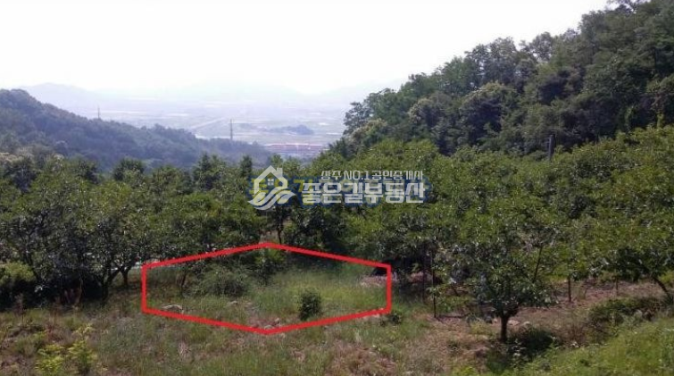 경북 상주시 부원동 부원동 감나무밭 1132평 매매 매물번호 10008 사진 4