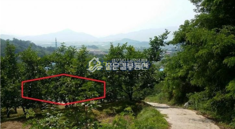 경북 상주시 부원동 부원동 감나무밭 1132평 매매 매물번호 10008 사진 5