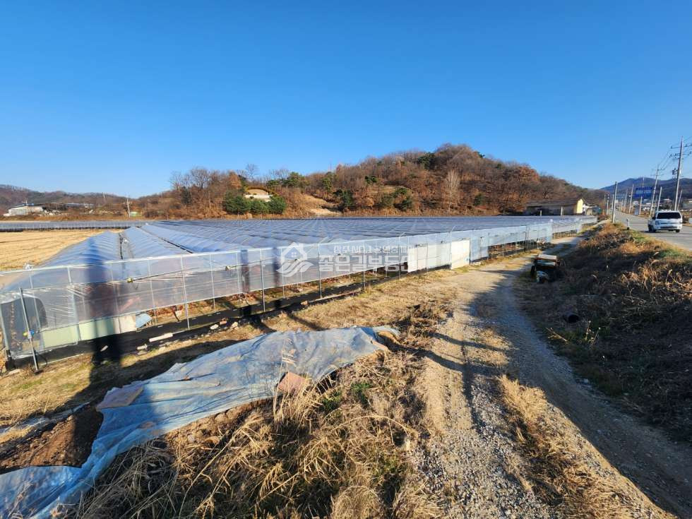 경북 상주시 공성면 평천리 공성면 평천리 대형 포도밭(답2,845평) 매매 매물번호 12030 사진 3
