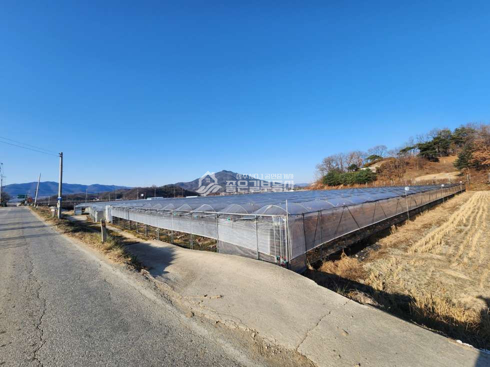 경북 상주시 공성면 평천리 공성면 평천리 대형 포도밭(답2,845평) 매매 매물번호 12030 사진 6