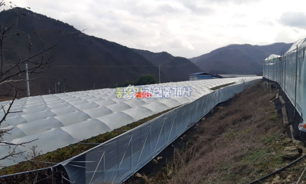경북 상주시 모동면 반계리 모동면 반계리 샤인머스켓밭(전726평) 매매 매물번호 10238 사진 1