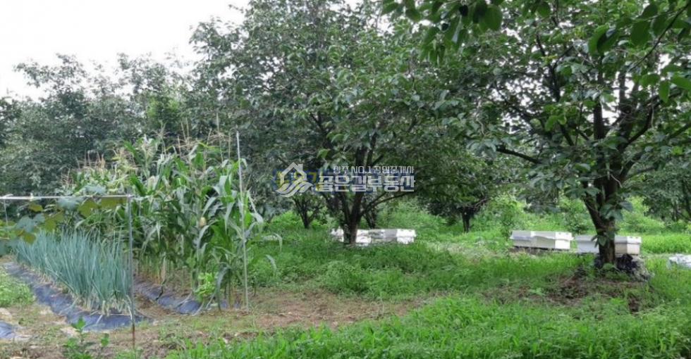 경북 상주시 양촌동 상주시 양촌동 남상주I.C 인근 농장(전 741평) 매매 매물번호 10136 사진 4