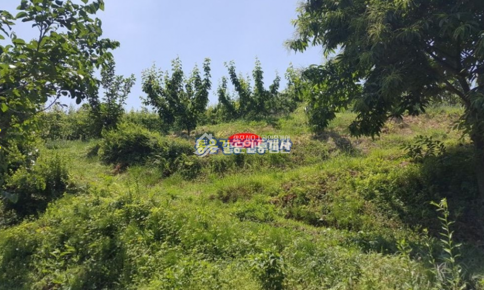경북 상주시 공검면 화동리 상주시 공검면 화동리 저수지 옆 배과수원(임 1,200평) 매매 매물번호 10122 사진 4