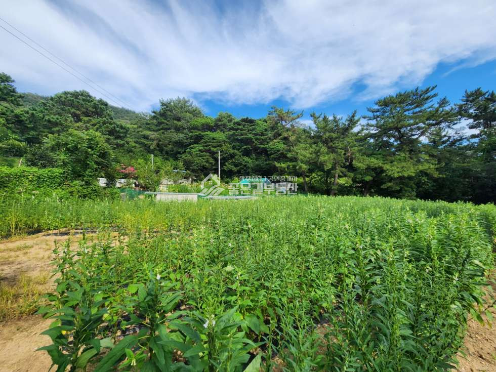 경북 상주시 낙동면 성동리 낙동면 성동리 계획관리 개발지(약694평) 매매 매물번호 12389 사진 3