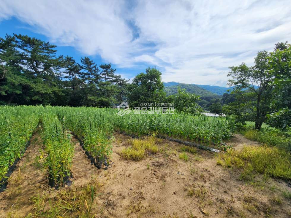 경북 상주시 낙동면 성동리 낙동면 성동리 계획관리 개발지(약694평) 매매 매물번호 12389 사진 5