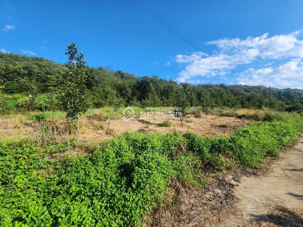 경북 상주시 중동면 금당리 중동면 금당리 산밑자락 감밭(약548평) 매매 매물번호 12435 사진 2