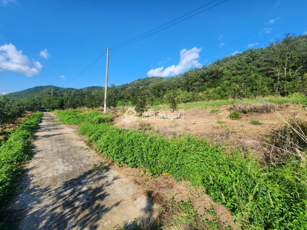 경북 상주시 중동면 금당리 중동면 금당리 산밑자락 감밭(약548평) 매매 매물번호 12435 사진 3