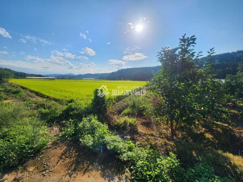 경북 상주시 중동면 금당리 중동면 금당리 산밑자락 감밭(약548평) 매매 매물번호 12435 사진 4