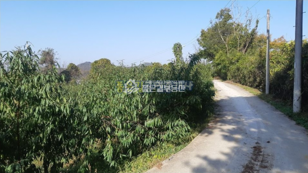 경북 상주시 공검면 화동리 공검면 화동리 복숭아밭(임 1,350평) 매매 매물번호 10274 사진 1