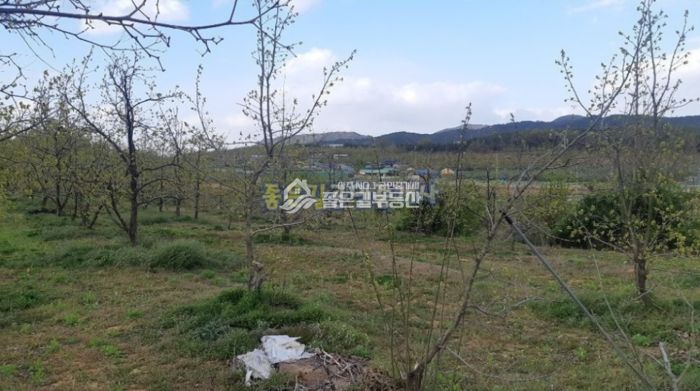 경북 상주시 도남동 도남동 낙동강 경천섬인근 감나무밭(전 470평) 매매 매물번호 10320 사진 2