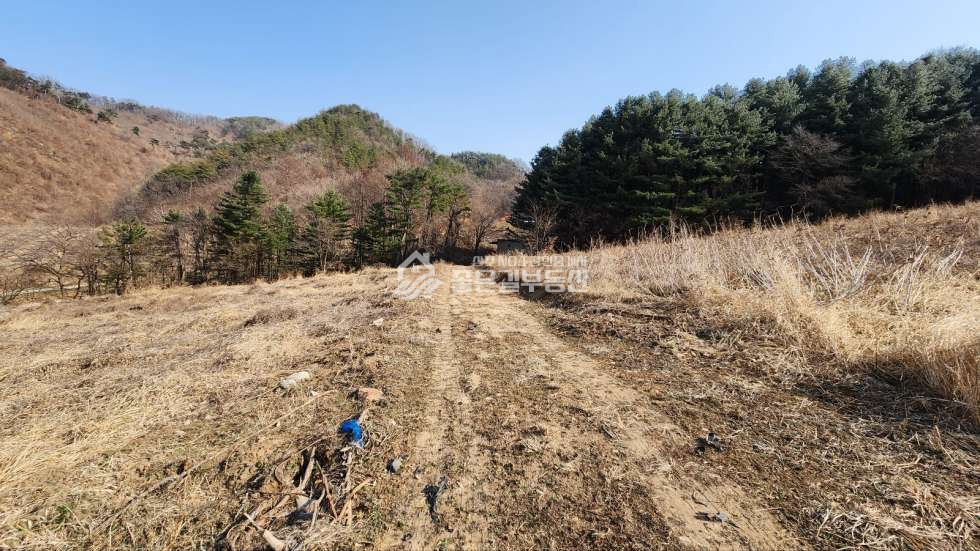 경북 상주시 내서면 노류리 내서면 노류리 개간된 임야(약4천평)&자연림 매매 매물번호 10860 사진 2
