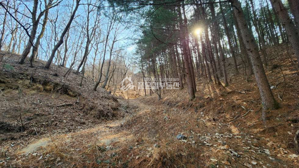 경북 상주시 내서면 노류리 내서면 노류리 개간된 임야(약4천평)&자연림 매매 매물번호 10860 사진 4